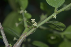 Glochidion velutinum